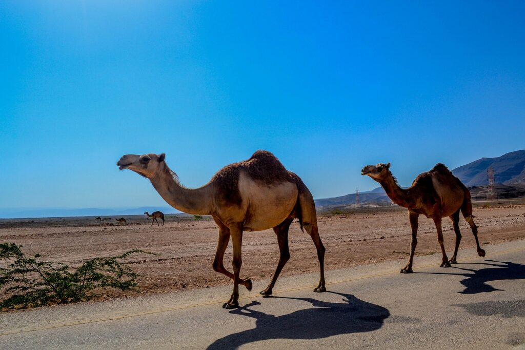 Visa to Oman for New Zealand citizens